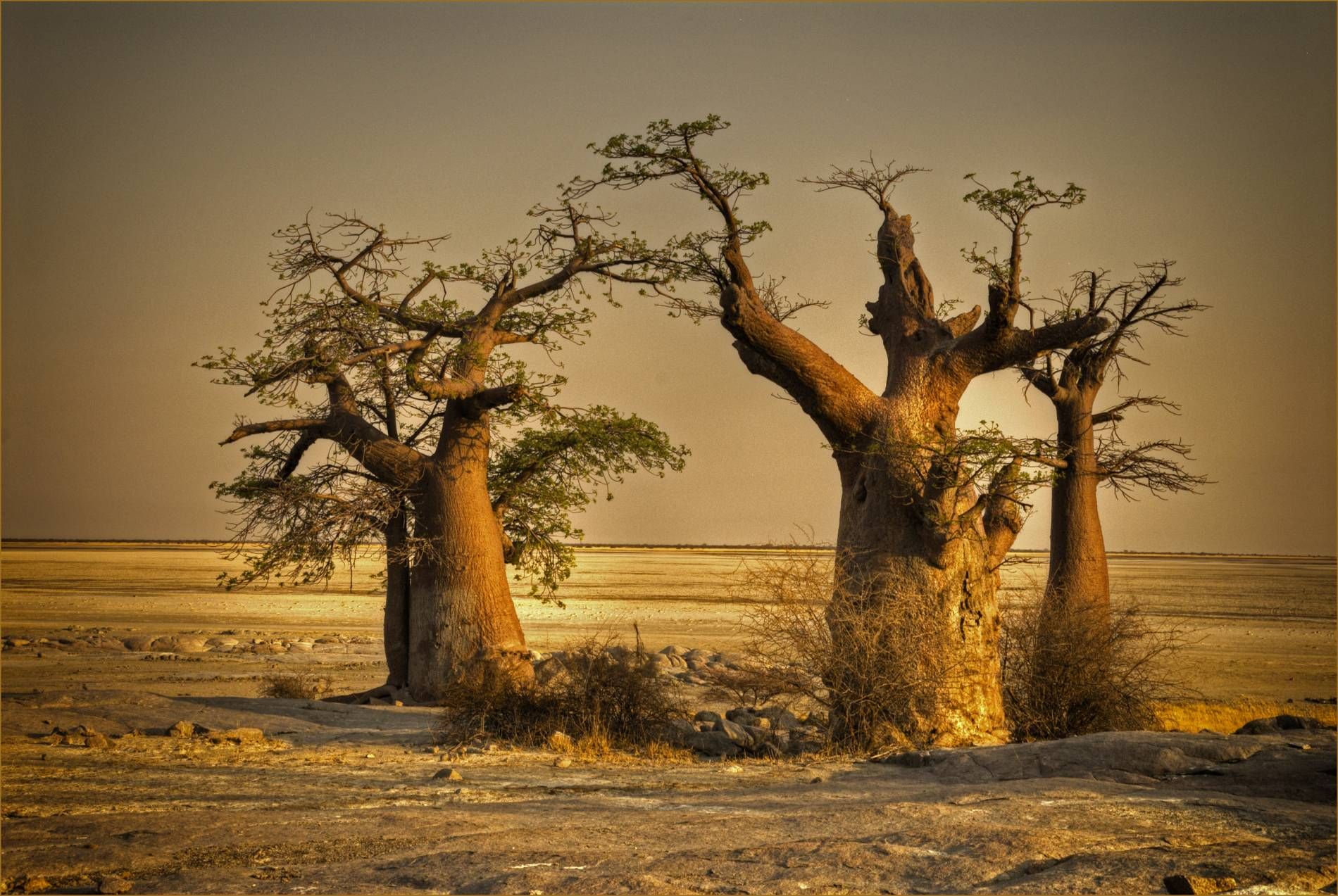 Three Baobabs on Kubu Island Three Baobabs on Kubu Island